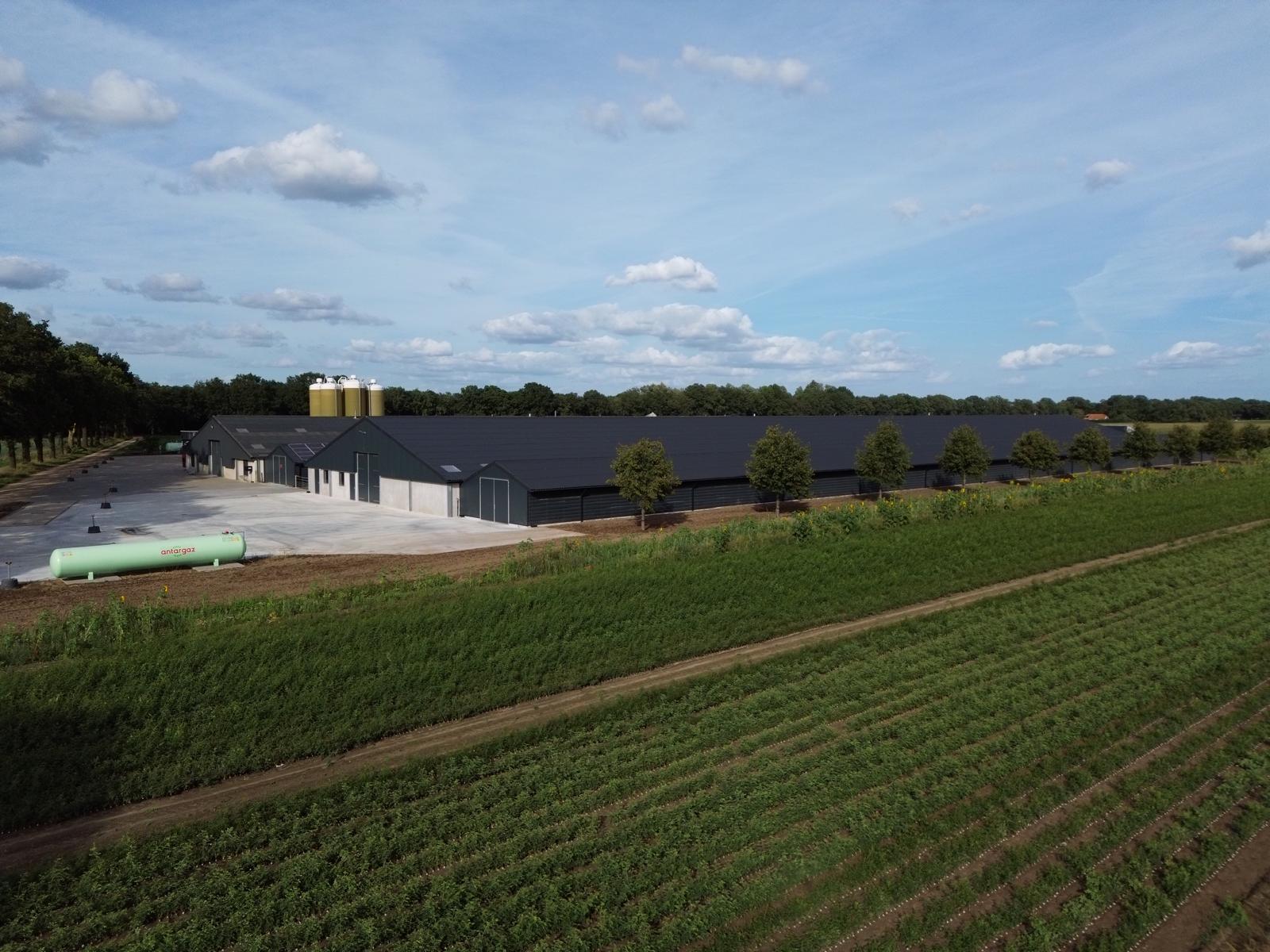 De nieuwe stal met zonnebloemenrand in avondlicht